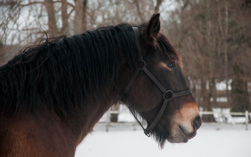 Brego’s new halter